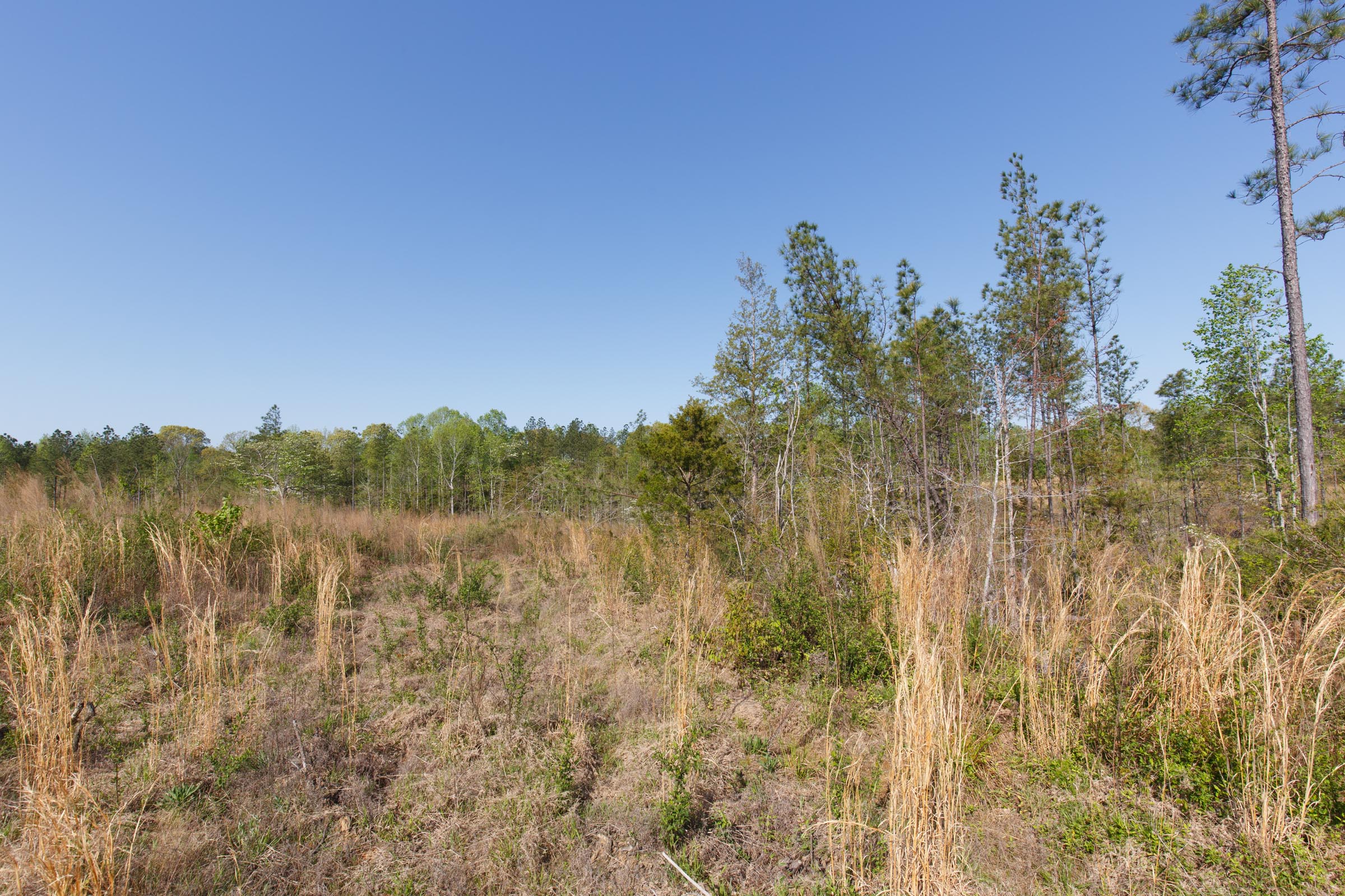 Tract 1 at Twin Rivers in Henderson County, Tennessee