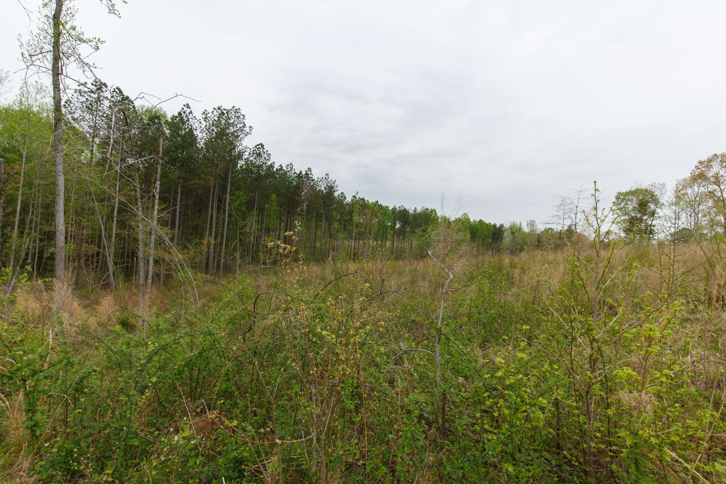 Tract 18 at Twin Rivers in Henderson County, Tennessee