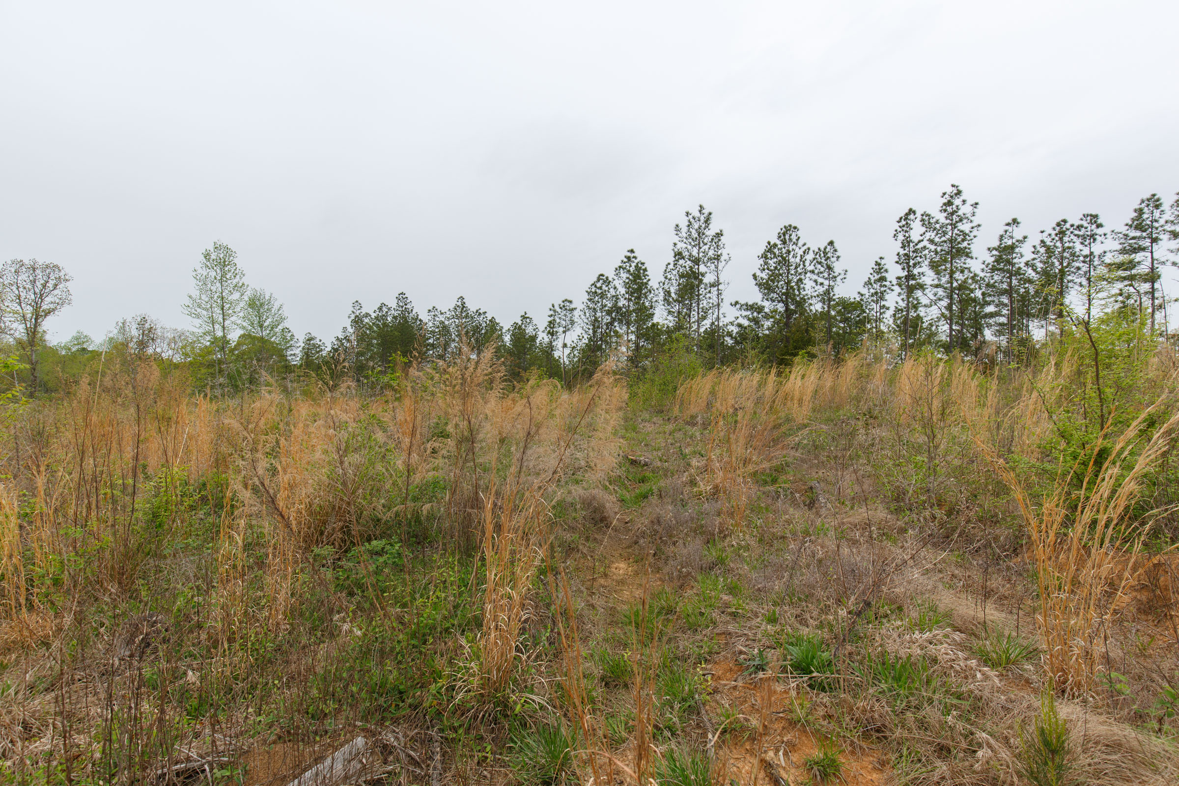 Tract 29 at Twin Rivers in Henderson County, Tennessee