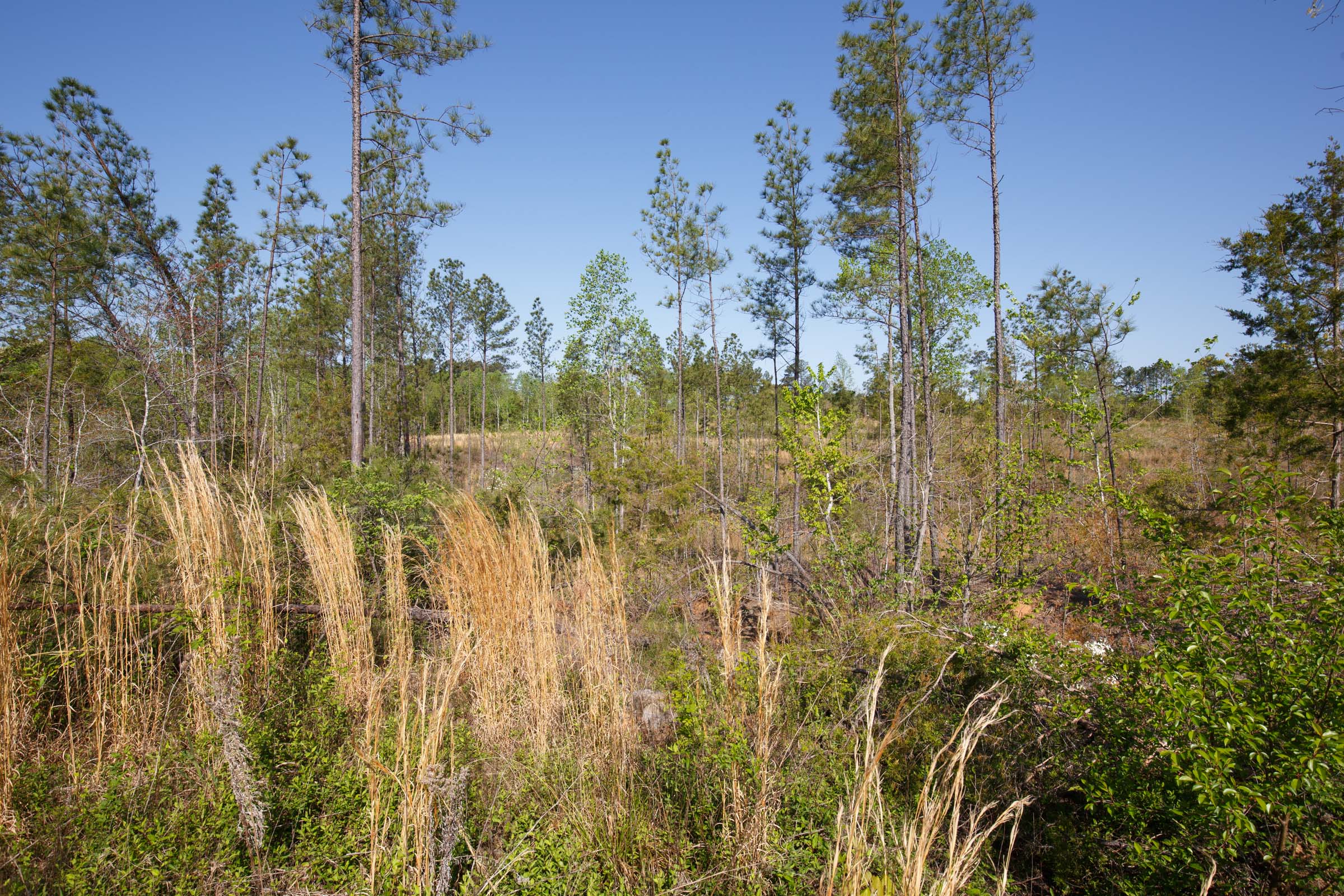Tract 3 at Twin Rivers in Henderson County, Tennessee