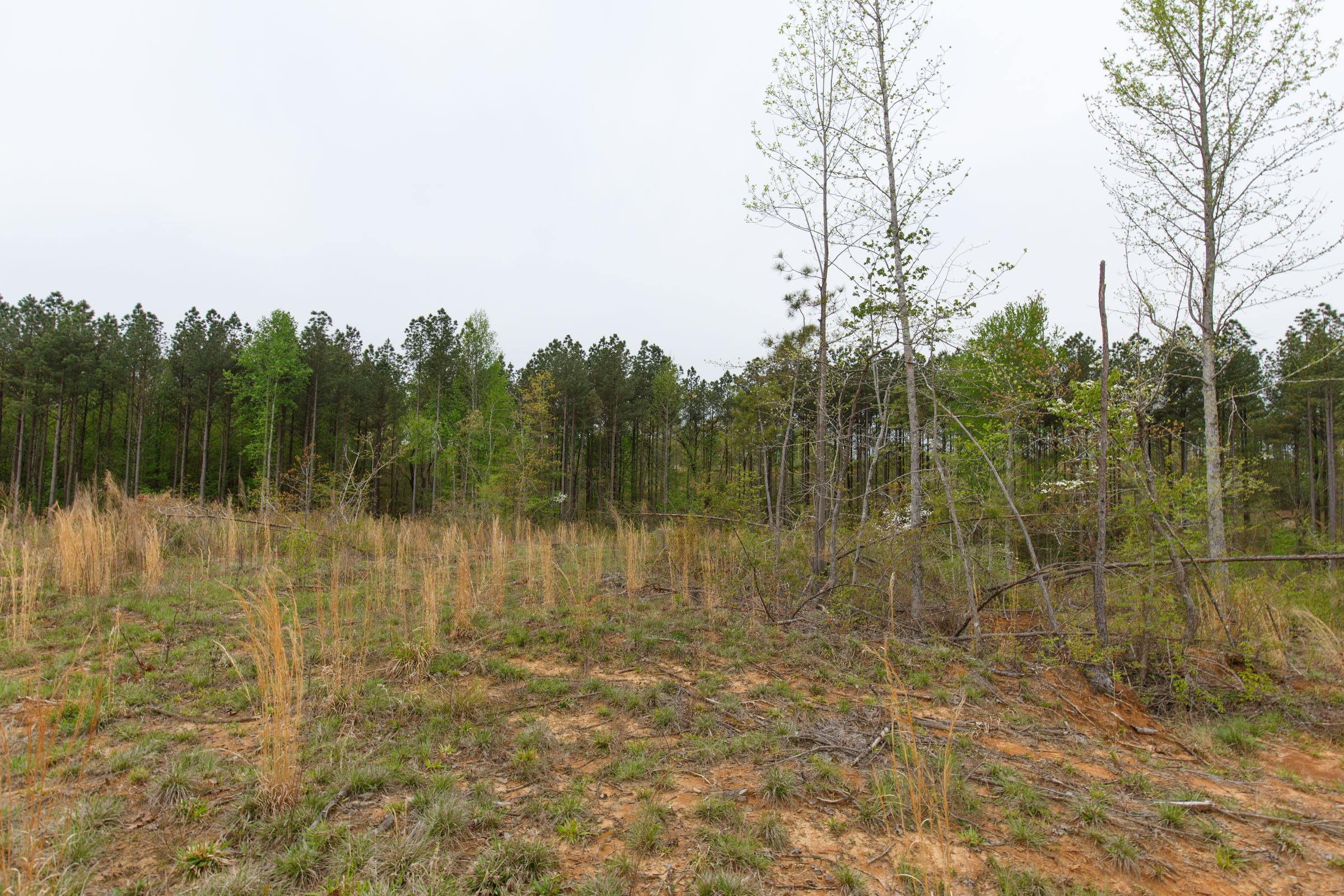 Tract 31 at Twin Rivers in Henderson County, Tennessee
