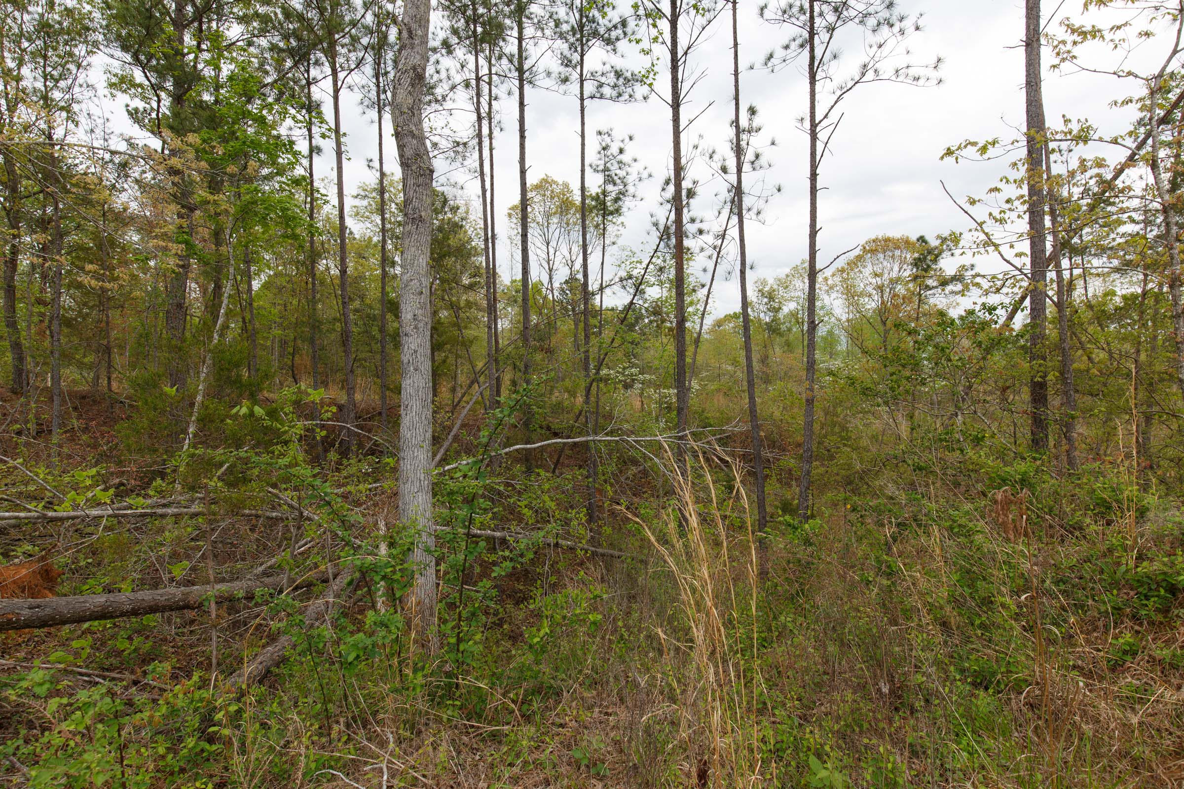 Tract 37 at Twin Rivers in Henderson County, Tennessee