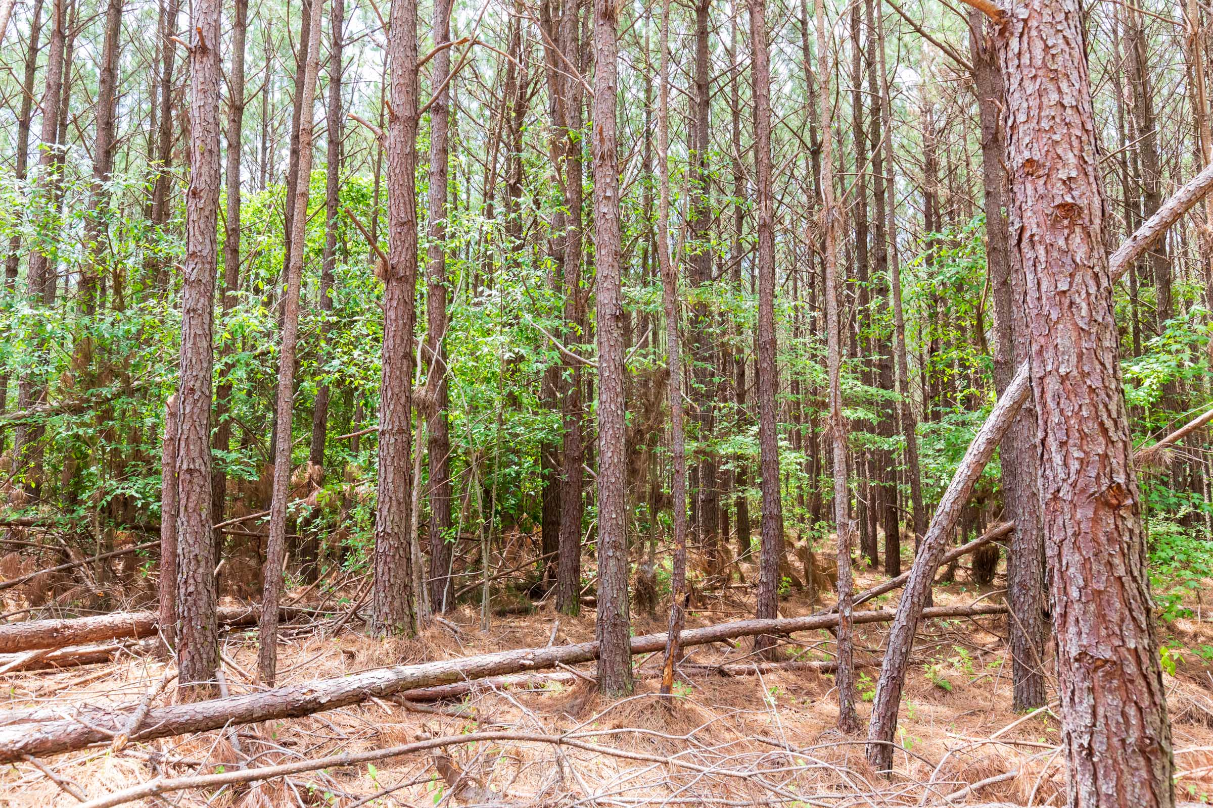 Tract 100 at Whiskey Ridge in Henderson County, Tennessee