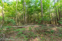 property photo for Whiskey Ridge Tract 108, 10.84 acres for sale in Henderson County, Tennessee