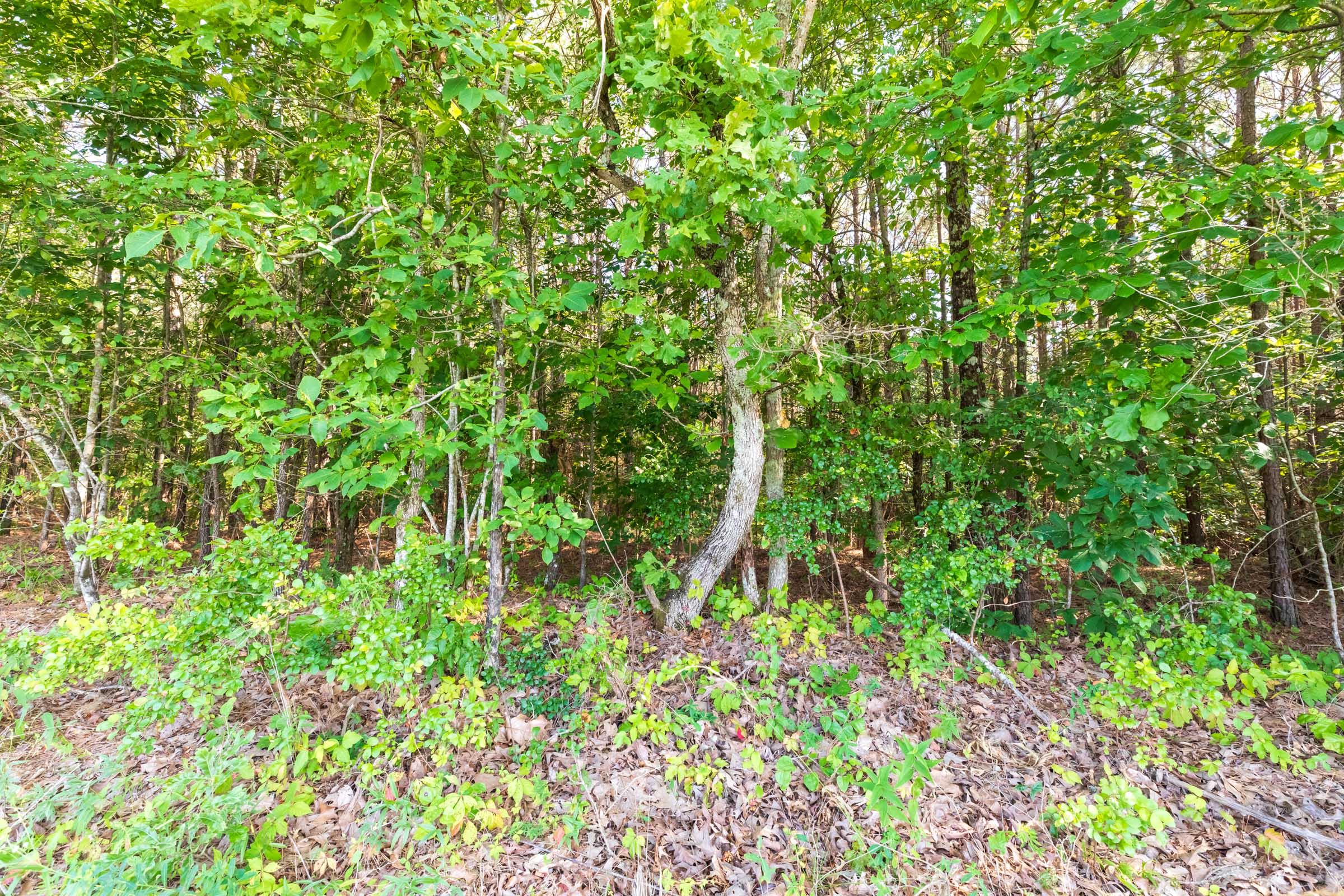 Tract 110 at Whiskey Ridge in Henderson County, Tennessee