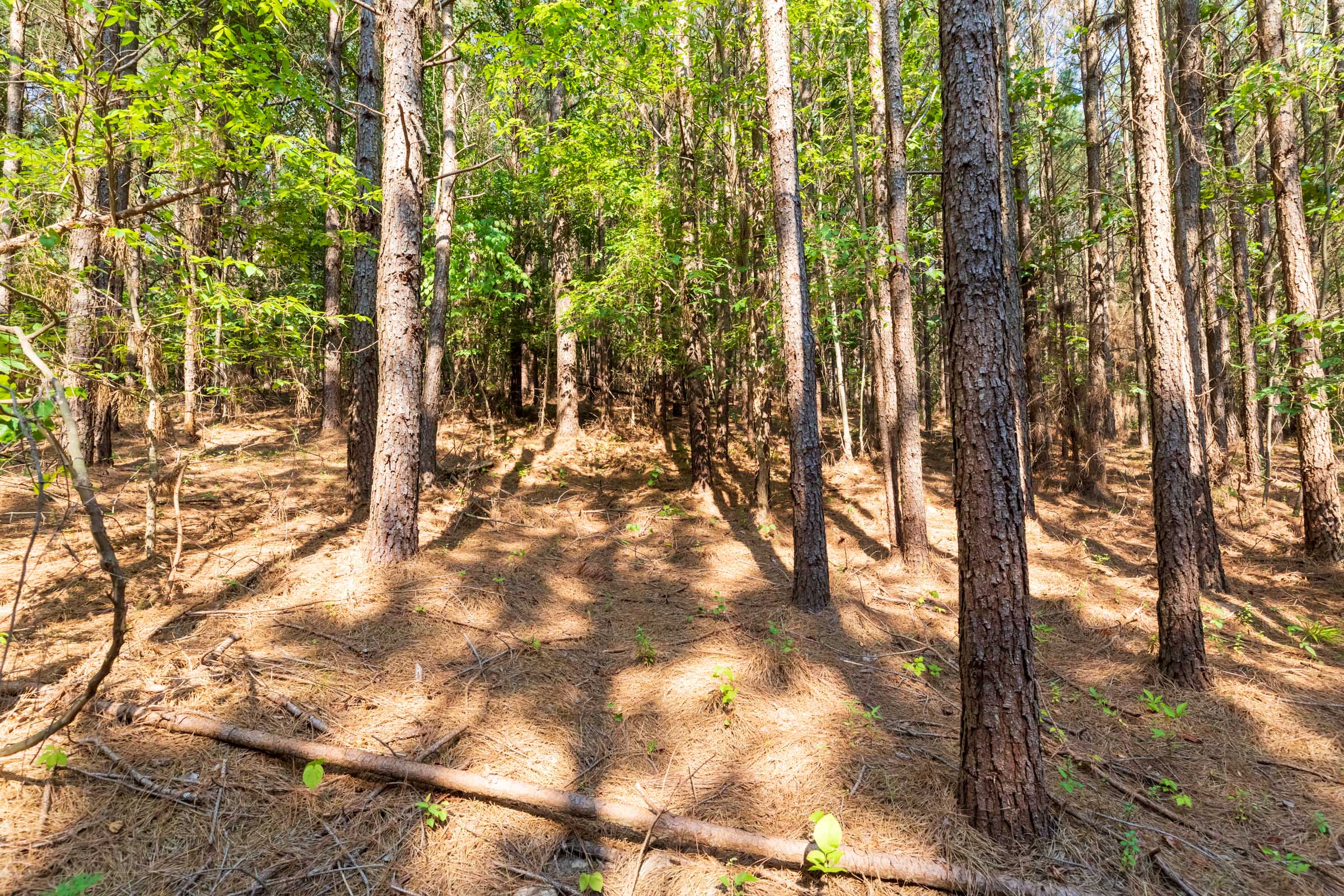 Tract 113 at Whiskey Ridge in Henderson County, Tennessee