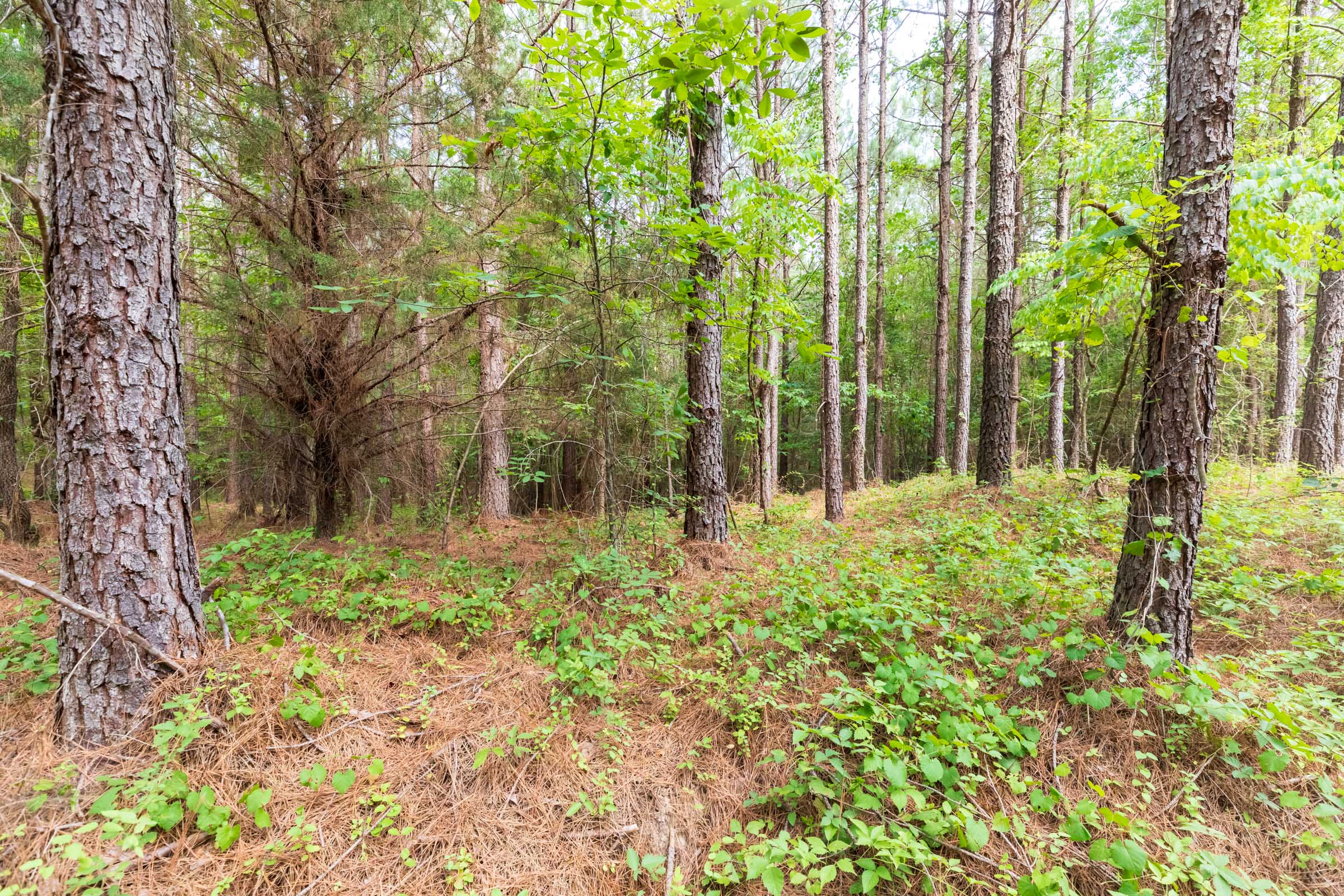 Tract 14 at Whiskey Ridge in Henderson County, Tennessee