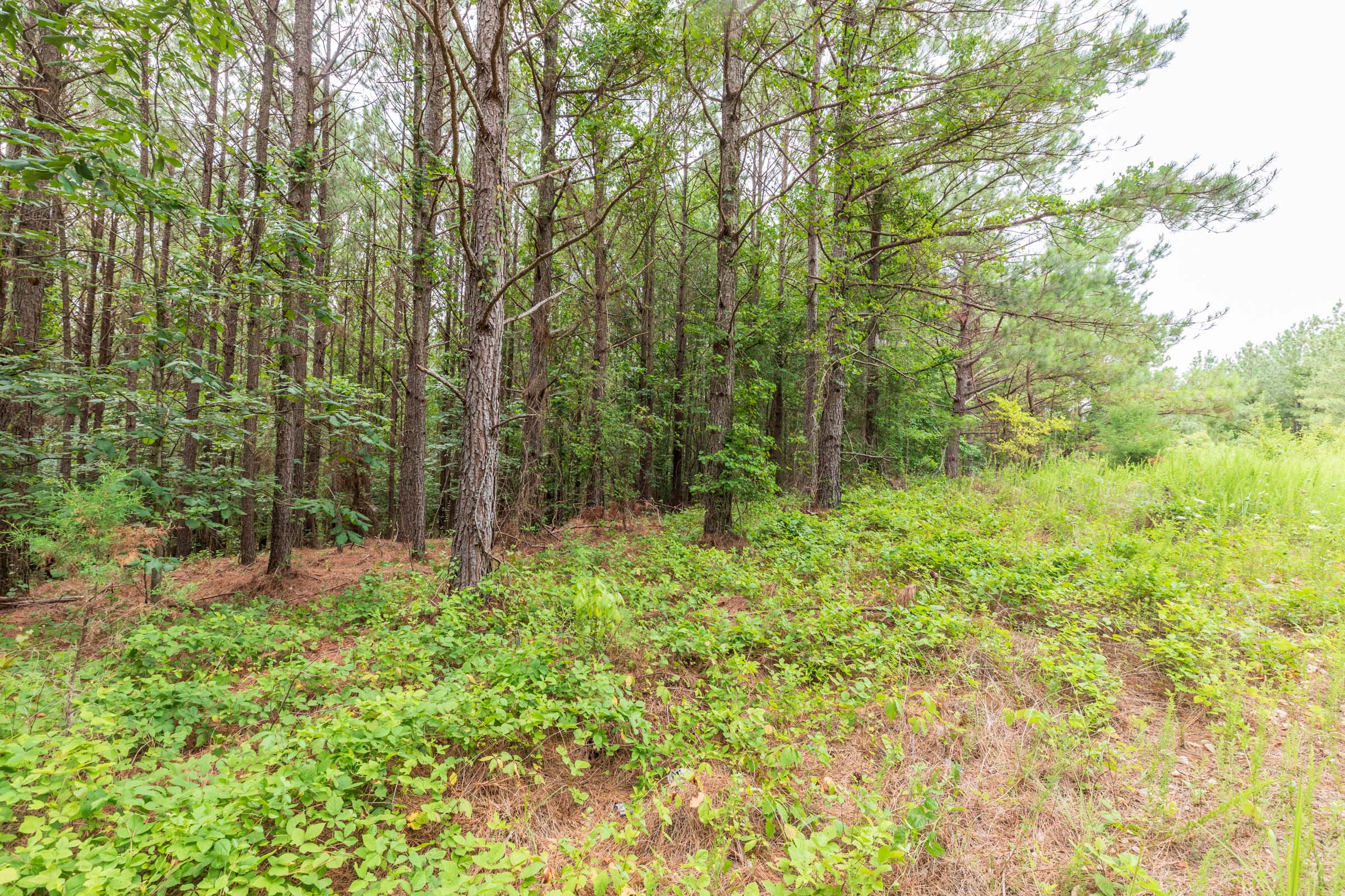 Tract 16 at Whiskey Ridge in Henderson County, Tennessee
