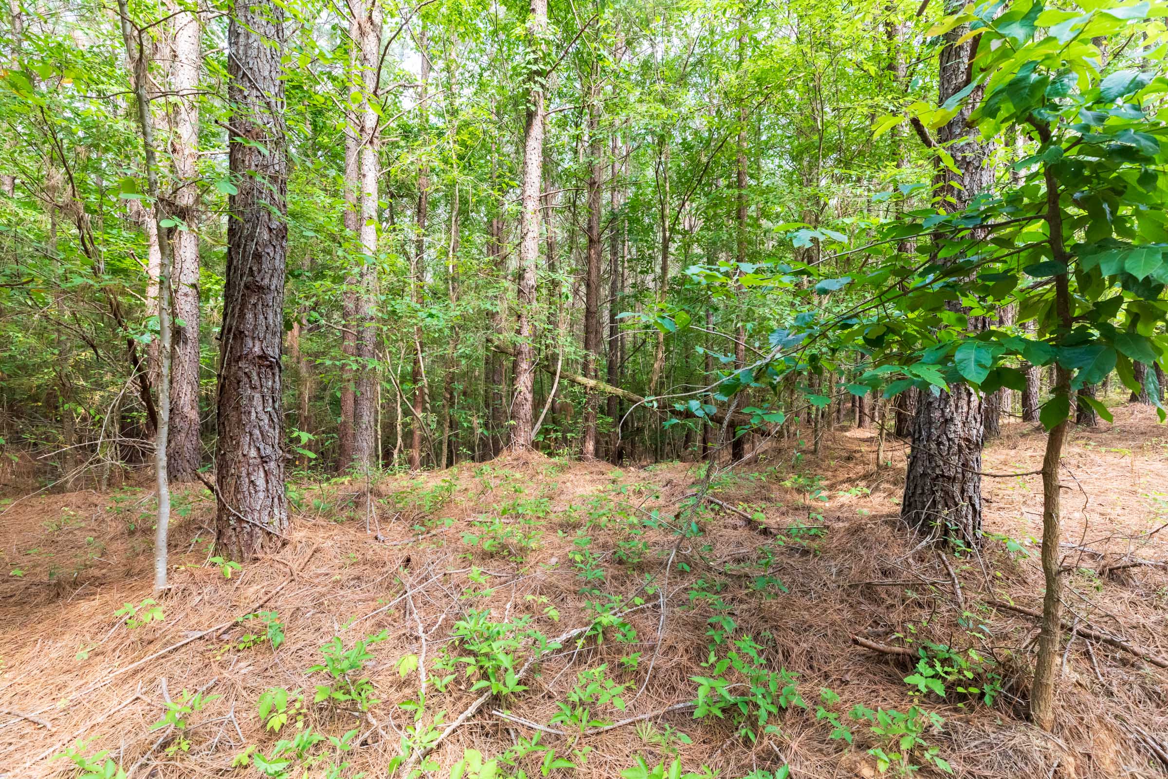Tract 22 at Whiskey Ridge in Henderson County, Tennessee