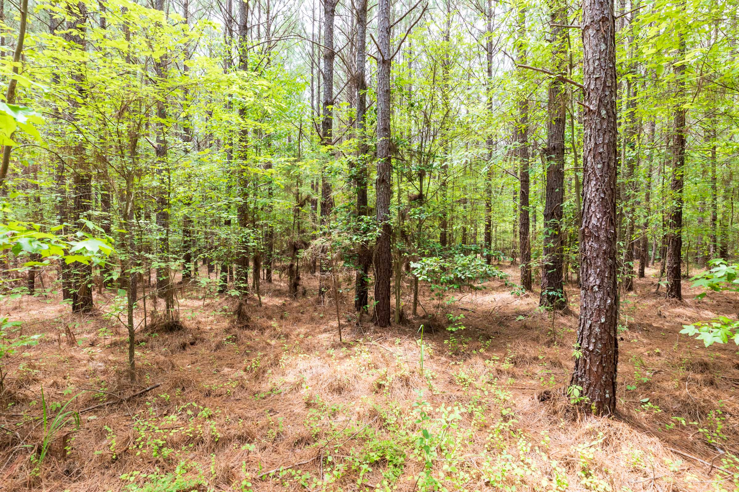 Tract 25 at Whiskey Ridge in Henderson County, Tennessee