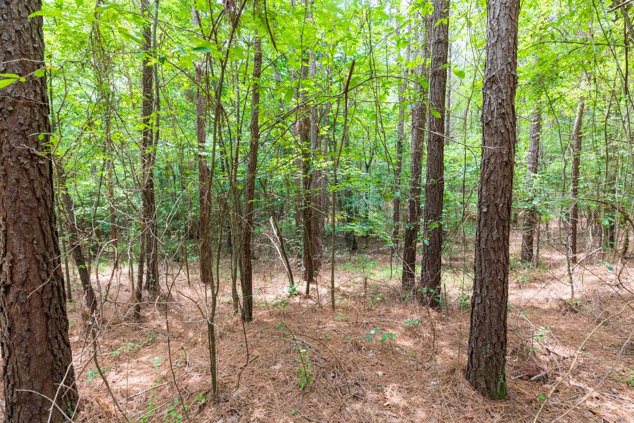 Tract 27 at Whiskey Ridge in Henderson County, Tennessee