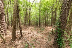 property photo for Whiskey Ridge Tract 28, 17.07 acres for sale in Henderson County, Tennessee