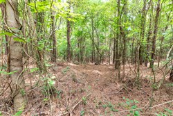 property photo for Whiskey Ridge Tract 28, 17.07 acres for sale in Henderson County, Tennessee