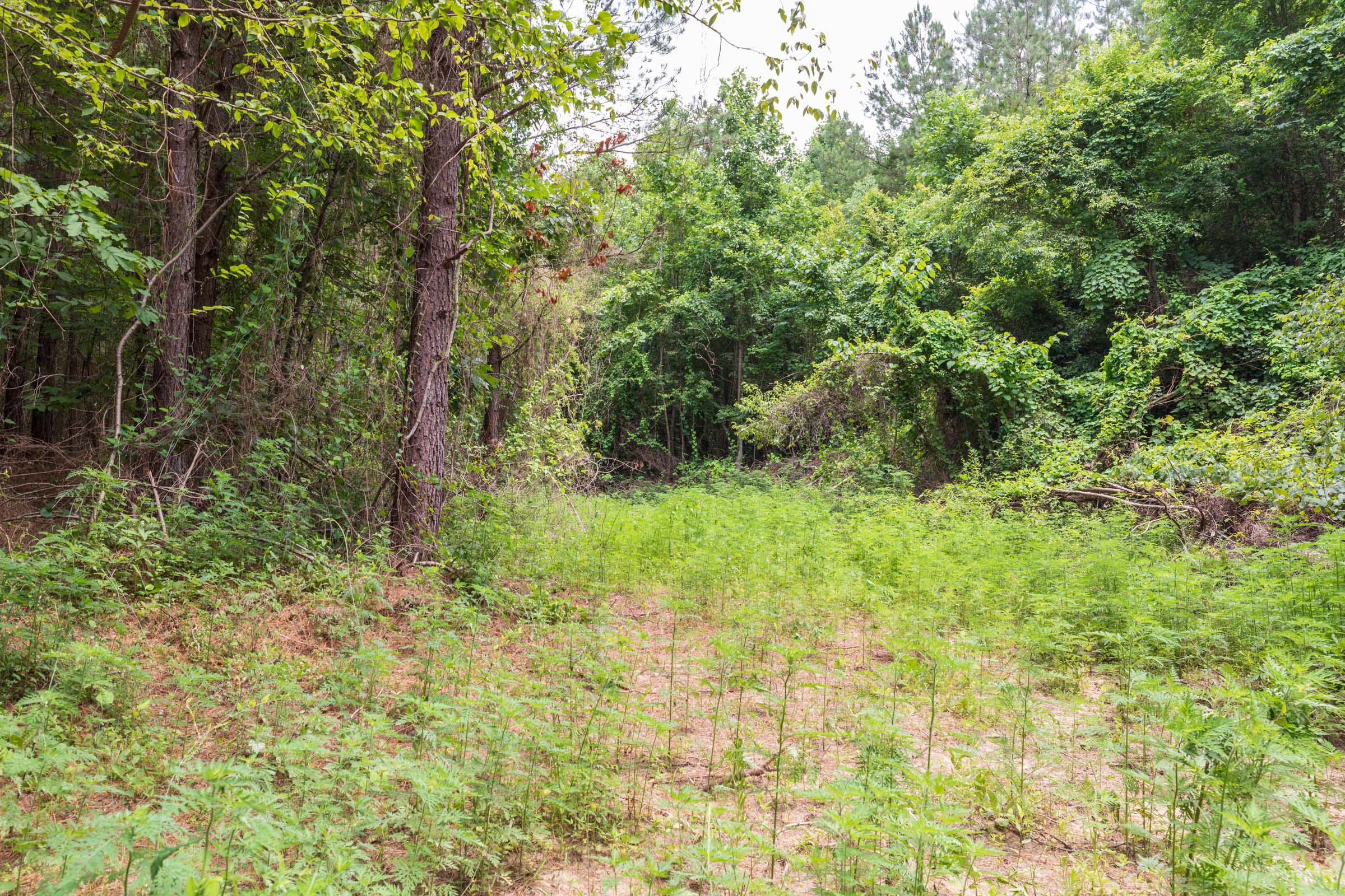 Tract 31 at Whiskey Ridge in Henderson County, Tennessee