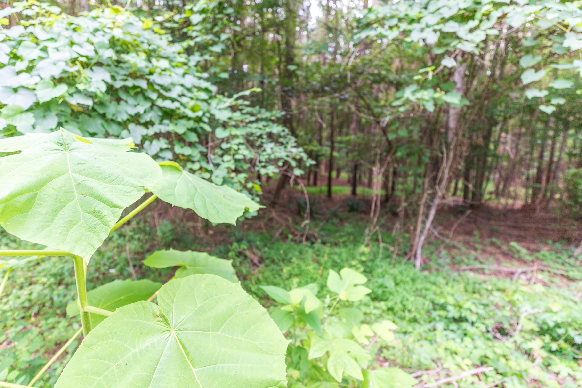 Tract 37 at Whiskey Ridge in Henderson County, Tennessee