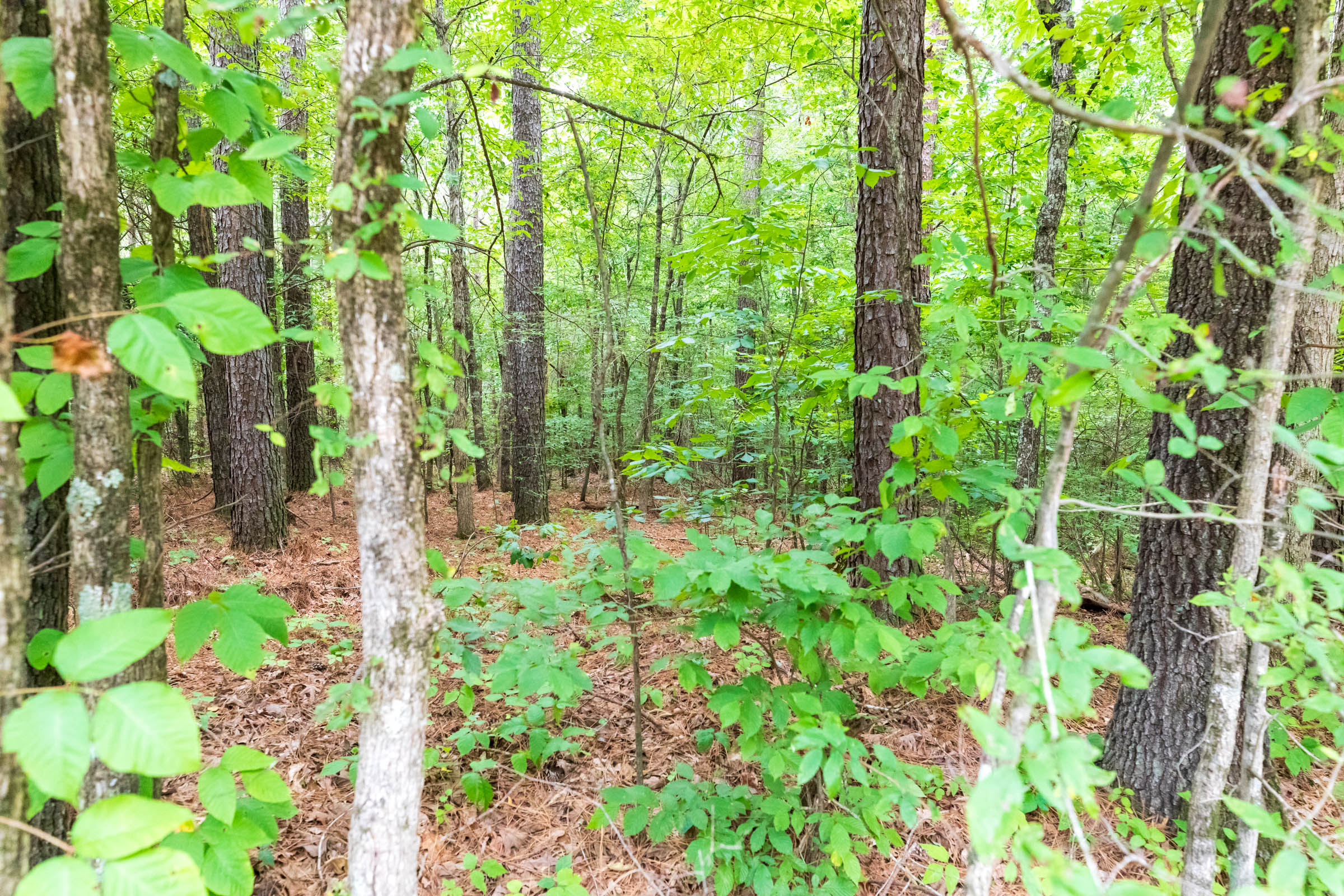 Tract 4 at Whiskey Ridge in Henderson County, Tennessee