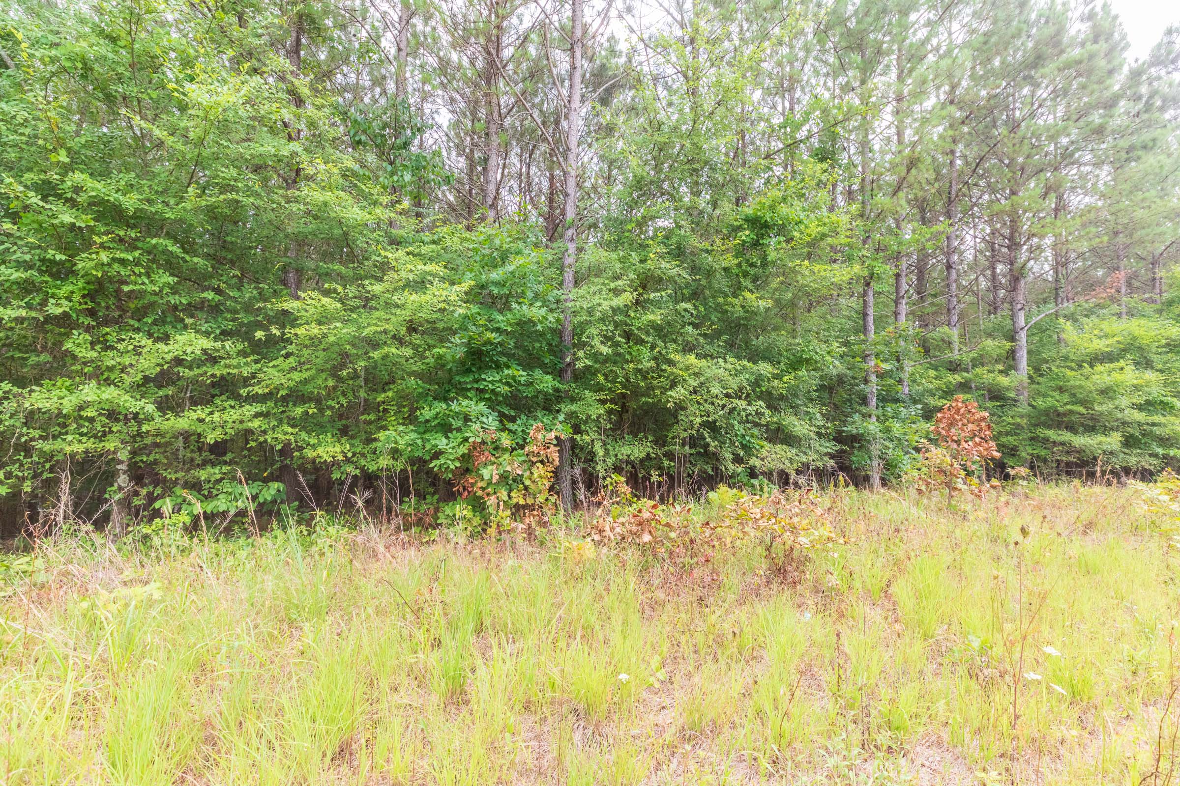 Tract 43 at Whiskey Ridge in Henderson County, Tennessee