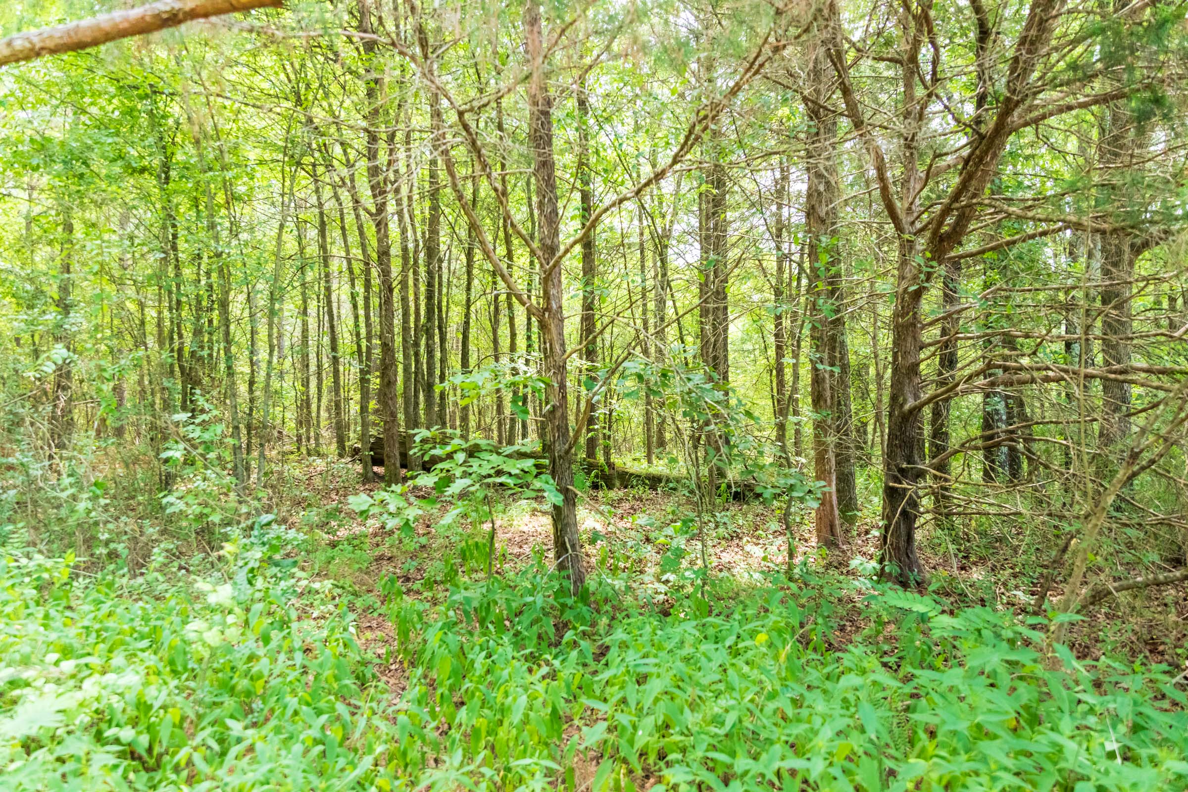 Tract 47 at Whiskey Ridge in Henderson County, Tennessee