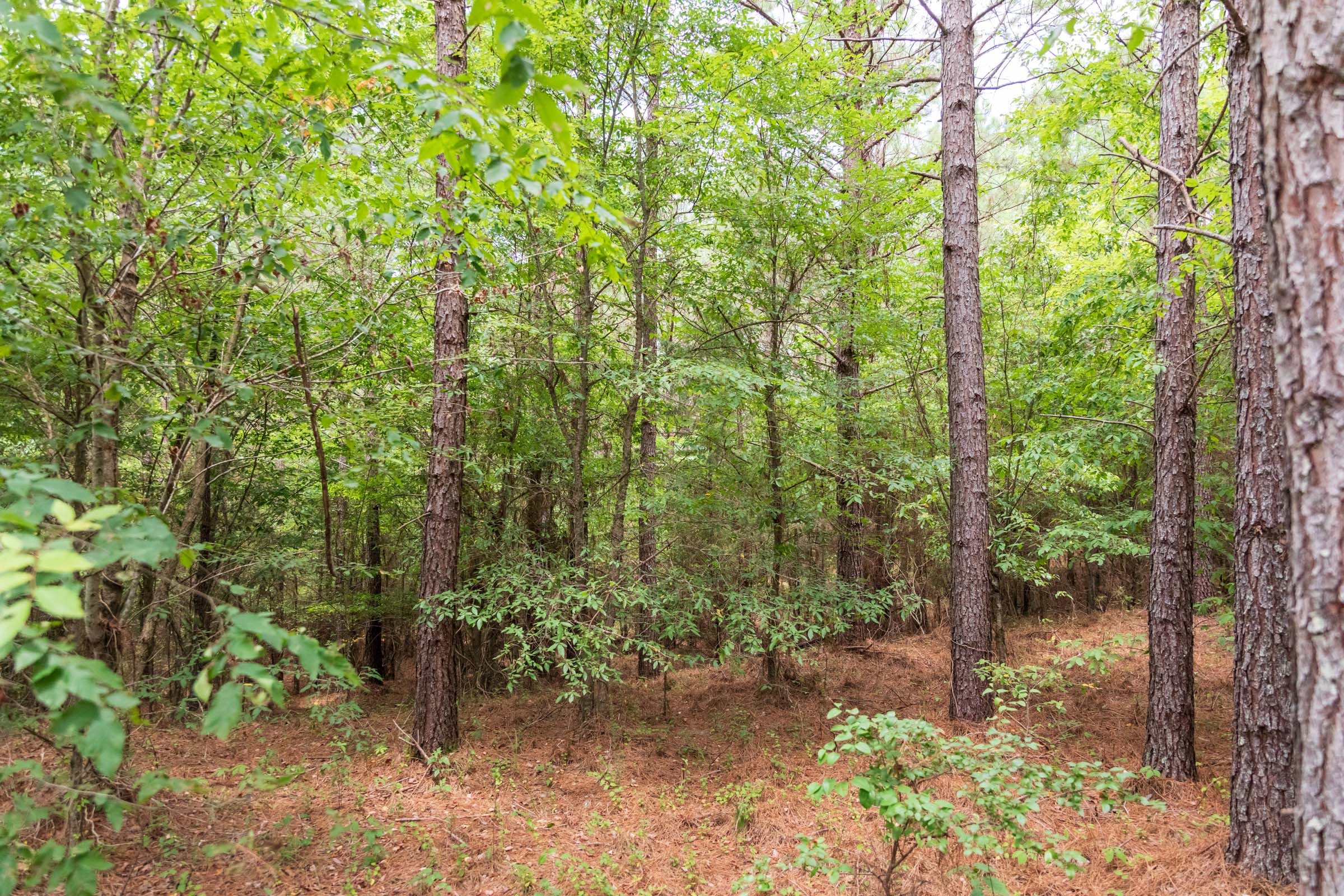 Tract 52 at Whiskey Ridge in Henderson County, Tennessee