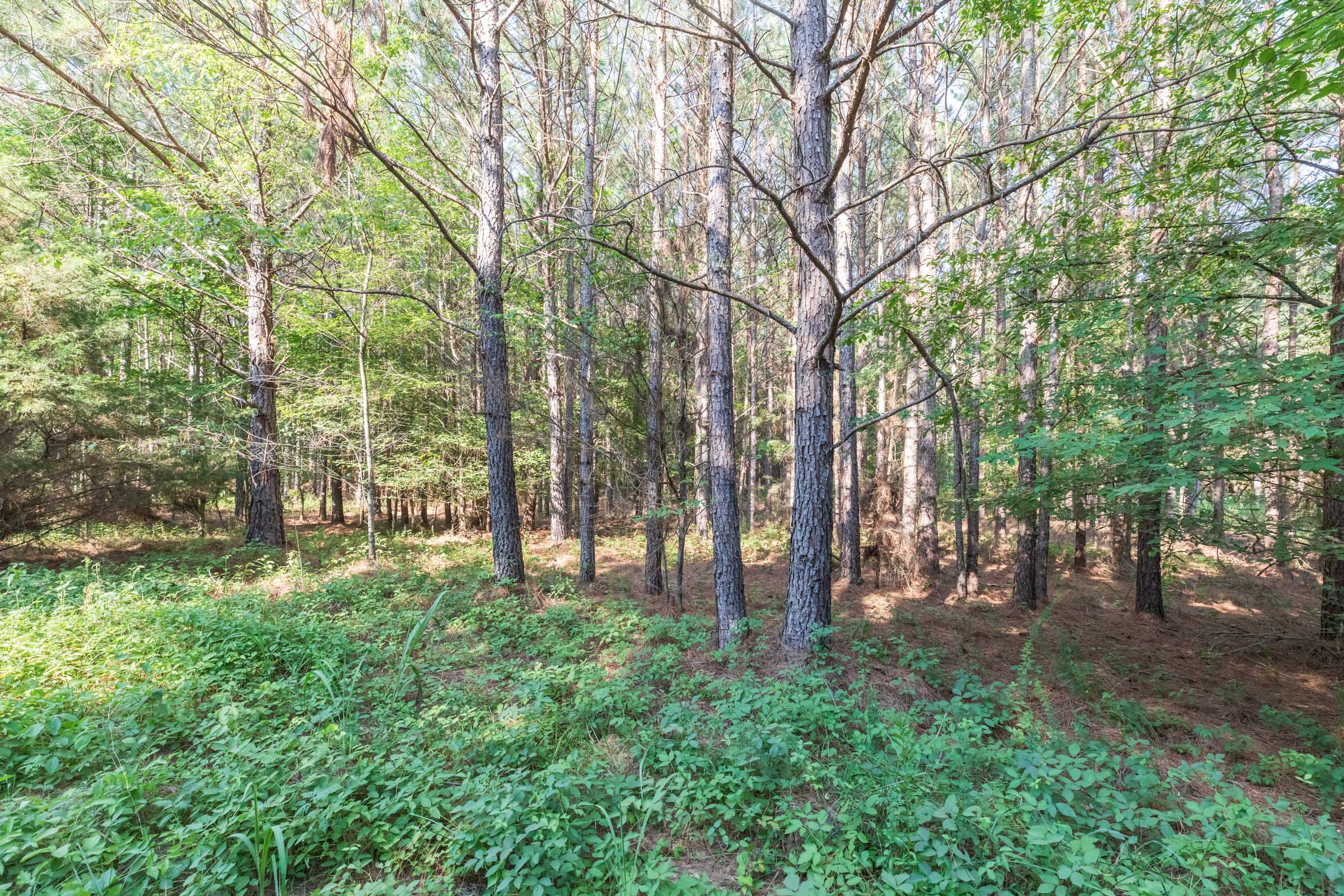 Tract 58 at Whiskey Ridge in Henderson County, Tennessee