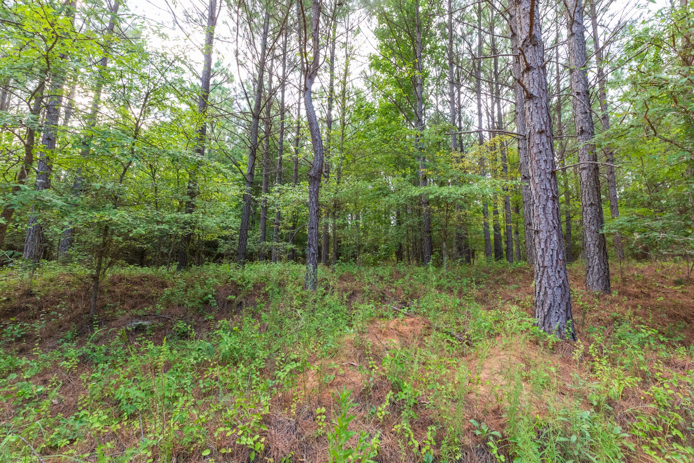 Tract 60 at Whiskey Ridge in Henderson County, Tennessee