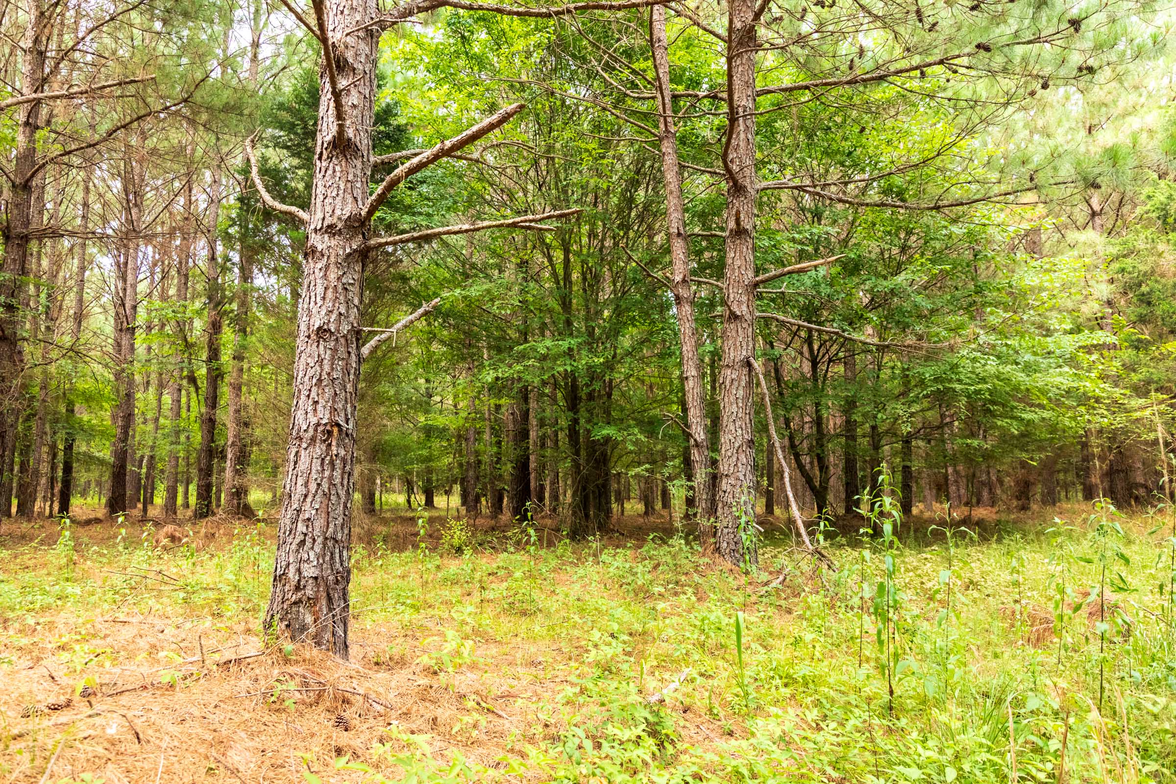 Tract 61 at Whiskey Ridge in Henderson County, Tennessee