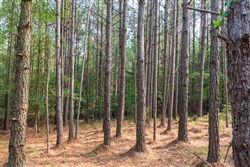 property photo for Whiskey Ridge Tract 63, 8.36 acres for sale in Henderson County, Tennessee