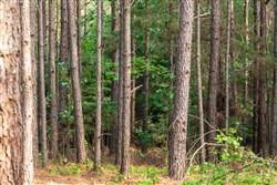 property photo for Whiskey Ridge Tract 63, 8.36 acres for sale in Henderson County, Tennessee