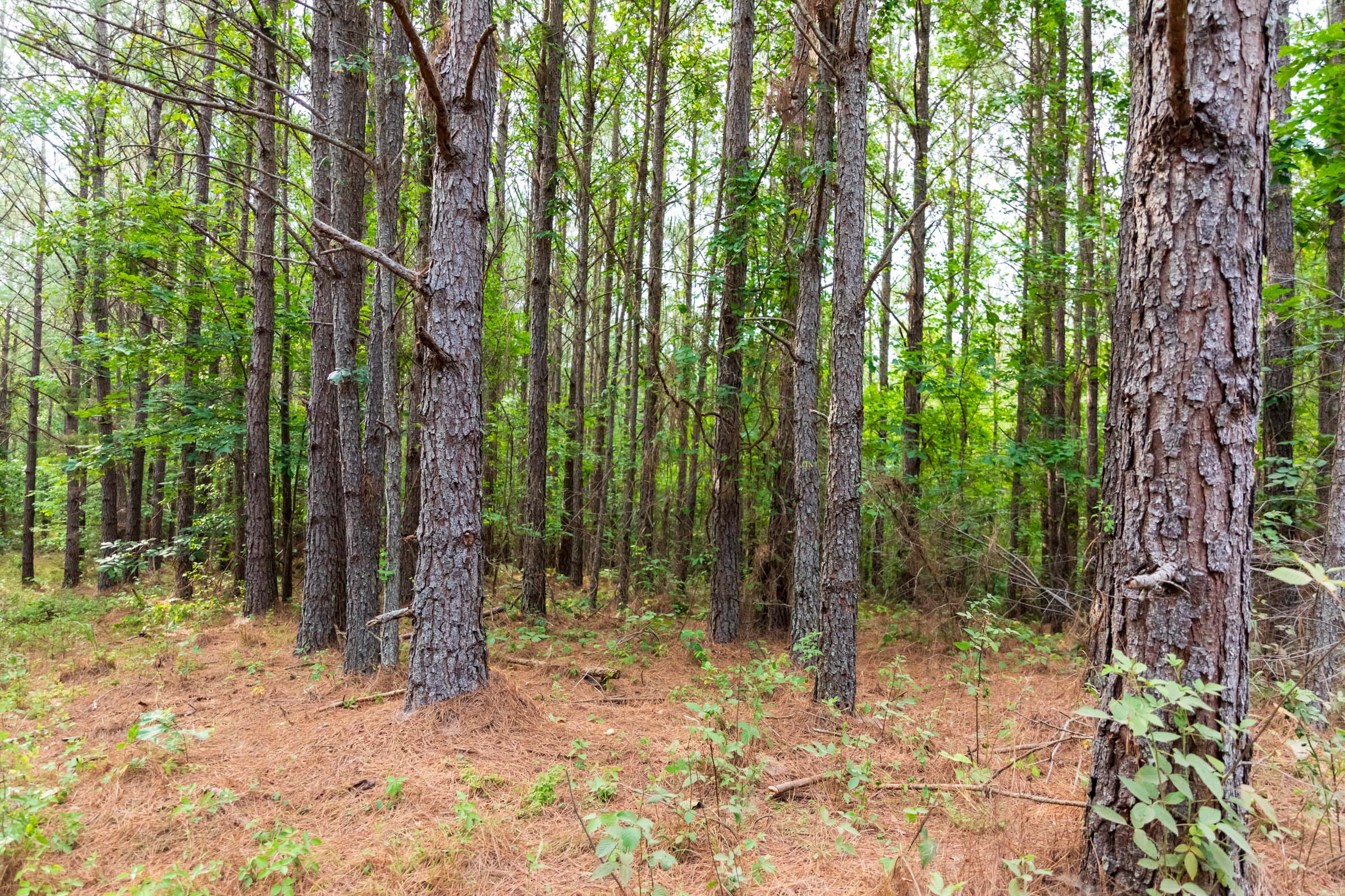 Tract 69 at Whiskey Ridge in Henderson County, Tennessee