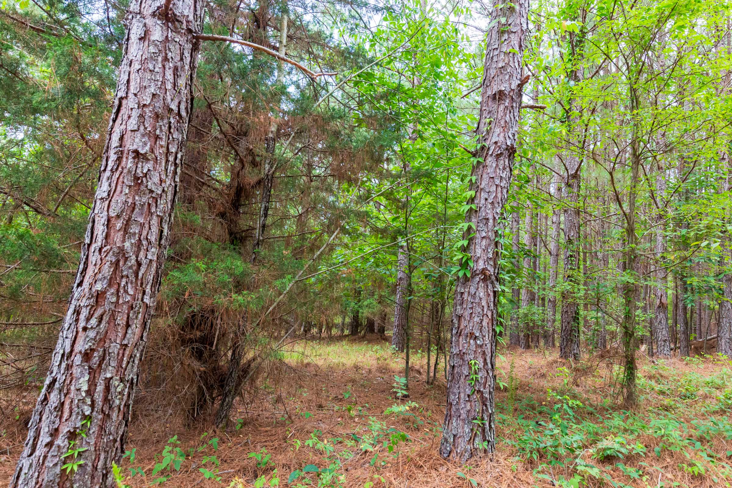 Tract 81 at Whiskey Ridge in Henderson County, Tennessee