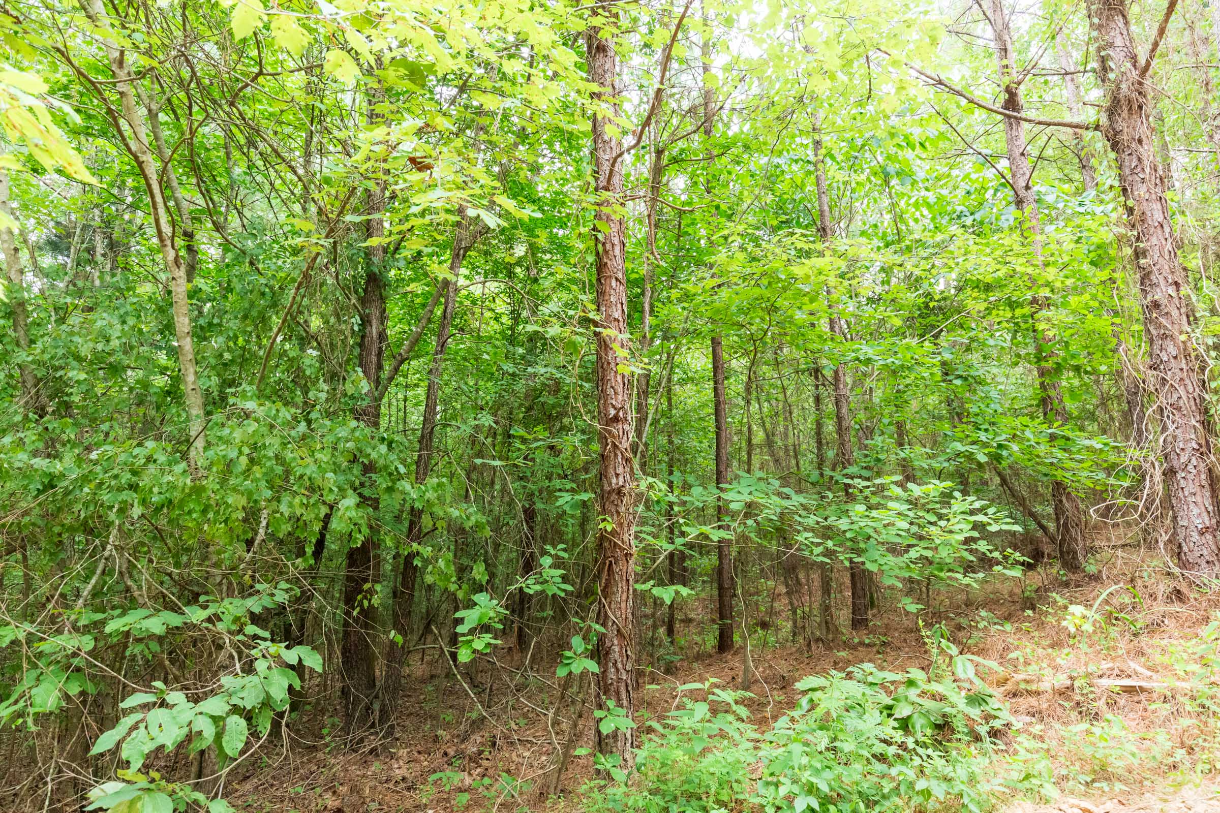 Tract 85 at Whiskey Ridge in Henderson County, Tennessee