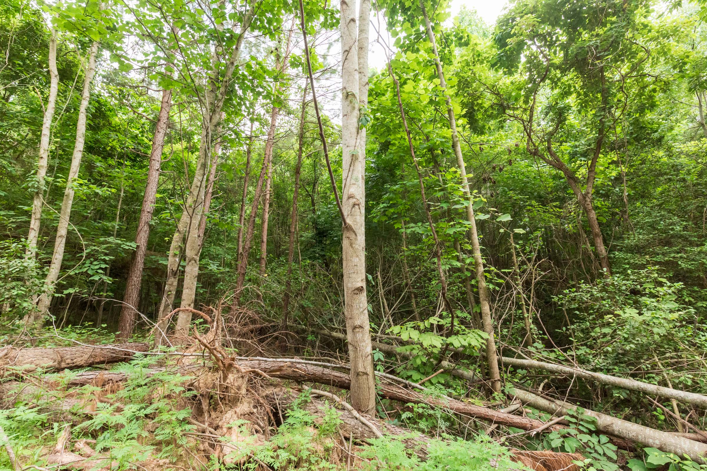 Tract 87 at Whiskey Ridge in Henderson County, Tennessee
