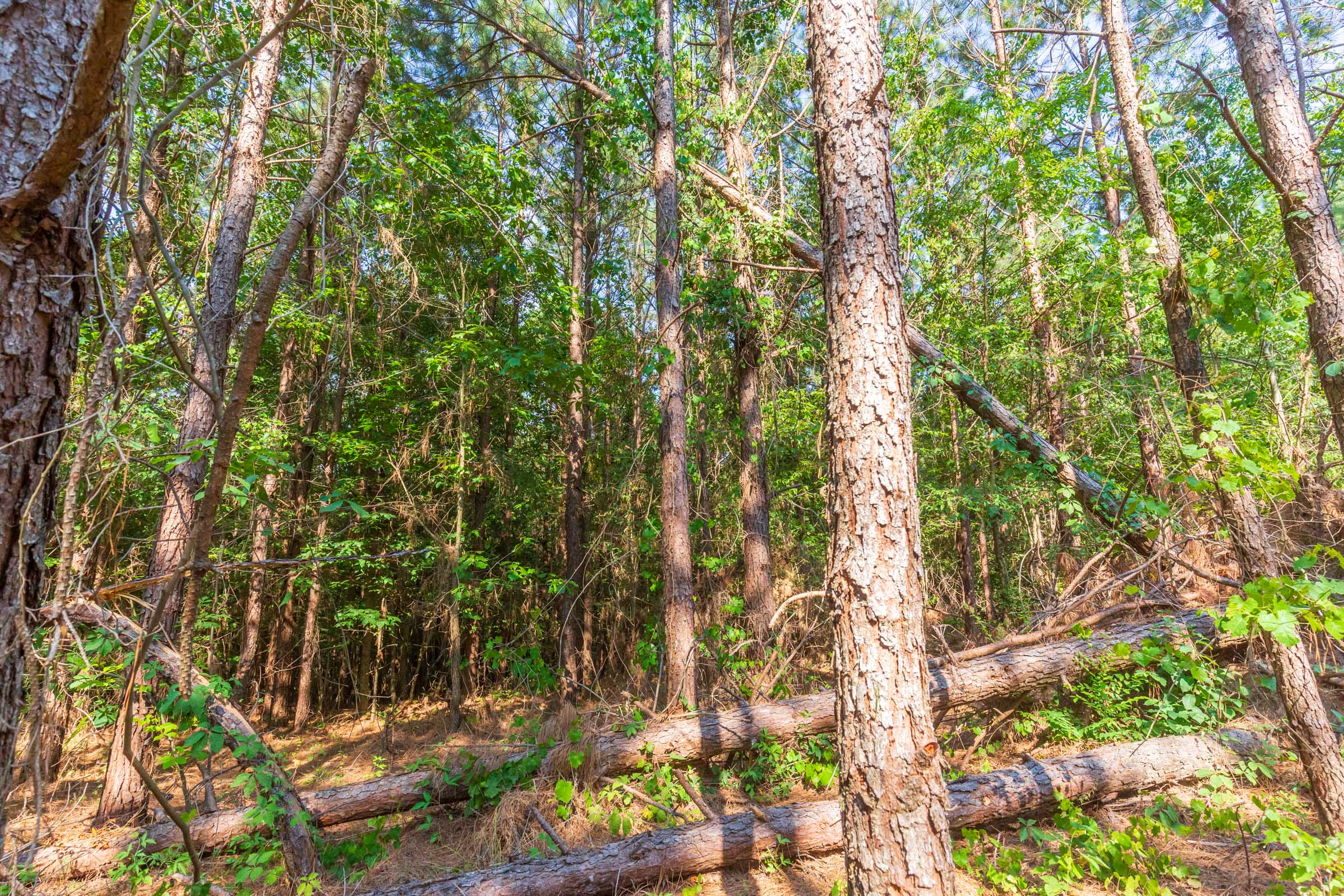 Tract 88 at Whiskey Ridge in Henderson County, Tennessee