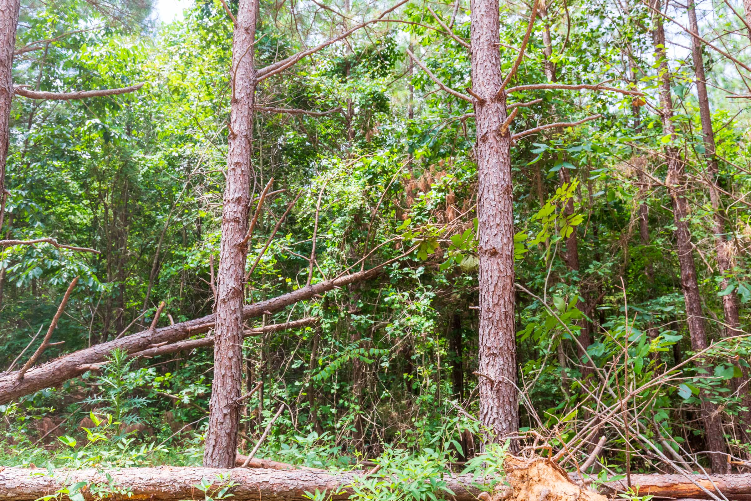Tract 89 at Whiskey Ridge in Henderson County, Tennessee