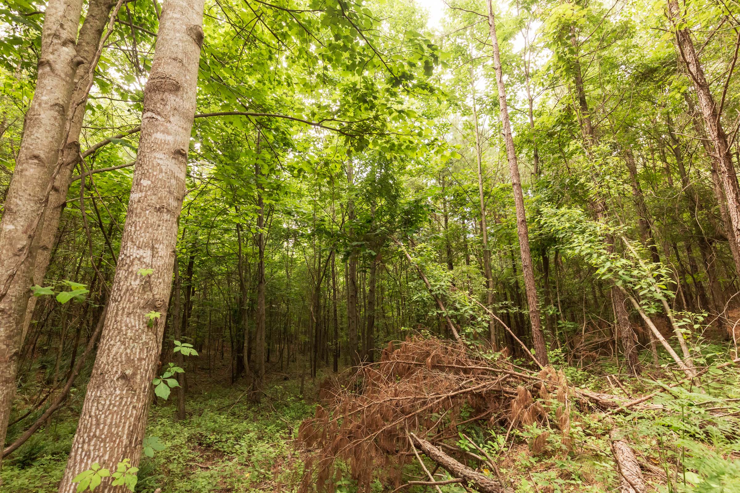 Tract 93 at Whiskey Ridge in Henderson County, Tennessee