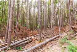property photo for Whiskey Ridge Tract 96, 7.71 acres for sale in Henderson County, Tennessee
