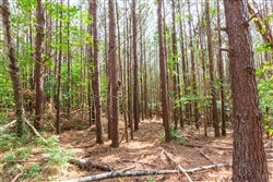 property photo for Whiskey Ridge Tract 96, 7.71 acres for sale in Henderson County, Tennessee