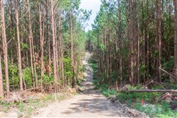 property photo for Whiskey Ridge Tract 96, 7.71 acres for sale in Henderson County, Tennessee