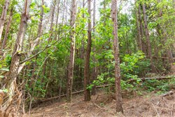 property photo for Whiskey Ridge Tract 96, 7.71 acres for sale in Henderson County, Tennessee