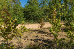 property photo for Big White Oak Tract 103, 6.97 acres for sale in Perry County, Tennessee