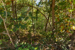 property photo for Big White Oak Tract 103, 6.97 acres for sale in Perry County, Tennessee