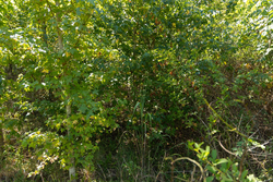 property photo for Big White Oak Tract 103, 6.97 acres for sale in Perry County, Tennessee