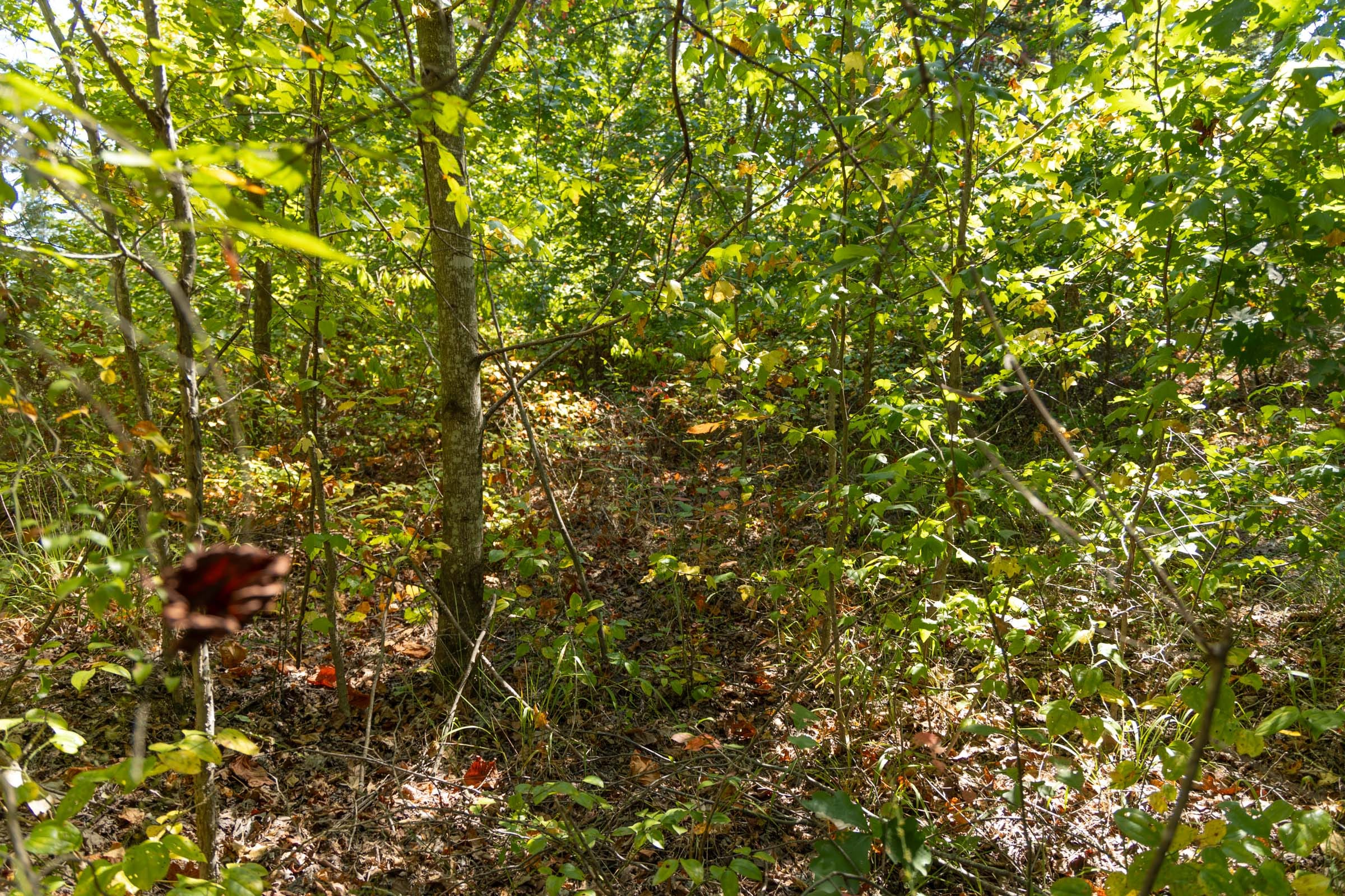 Tract 104 at Big White Oak in Perry County, Tennessee