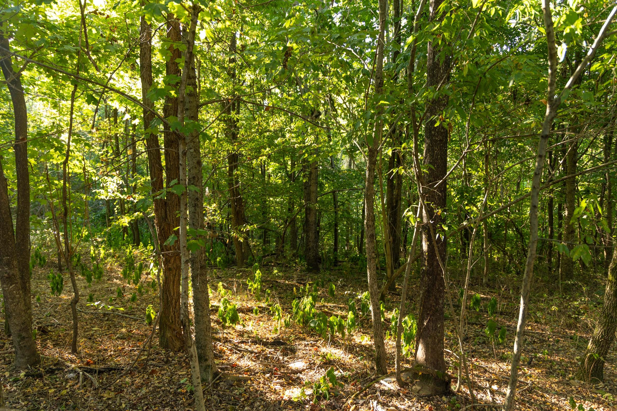 Tract 110 at Big White Oak in Perry County, Tennessee