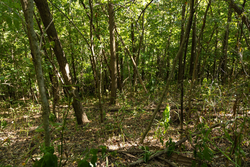 property photo for Big White Oak Tract 111, 8.51 acres for sale in Perry County, Tennessee