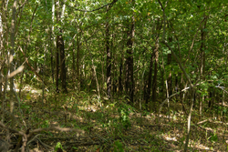 property photo for Big White Oak Tract 111, 8.51 acres for sale in Perry County, Tennessee