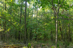 property photo for Big White Oak Tract 111, 8.51 acres for sale in Perry County, Tennessee