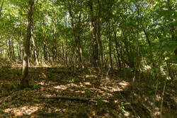 property photo for Big White Oak Tract 111, 8.51 acres for sale in Perry County, Tennessee