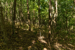 property photo for Big White Oak Tract 111, 8.51 acres for sale in Perry County, Tennessee