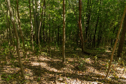 property photo for Big White Oak Tract 111, 8.51 acres for sale in Perry County, Tennessee